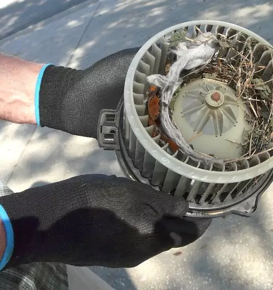 About Air Duct Mice Removal in Jeffersonville, IN